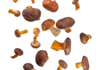 Assorted forest mushrooms on white background, natural woodland harvest and organic food concept