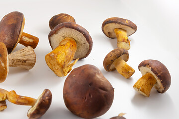 Aromatic edible mushrooms on white background, organic forest food and natural ingredient concept