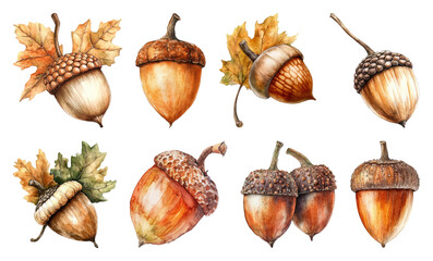 PNG Watercolor acorns autumn illustration, element set on transparent background