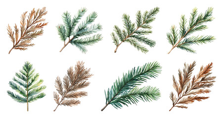 PNG Watercolor evergreen branch illustrations, element set on transparent background
