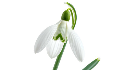Close-up of a solitary white snowdrop flower with green details, isolated on black