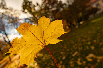 Golden maple leaves and historical palace in autumn park