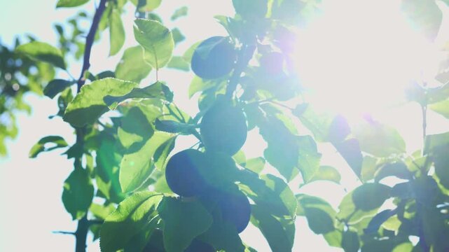 Ripe plums hanging on a branch of a plum tree on a sunny day