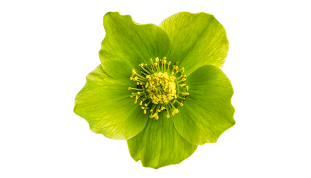A vividly green, isolated flower with yellow center against a solid black background
