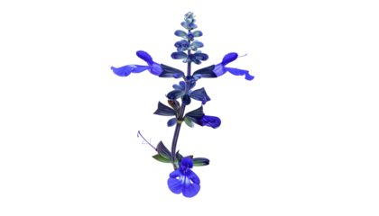 Detailed macro shot of a vibrant, deep blue flower with intricate petals and a black background