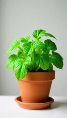 Obraz premium A vibrant, healthy potted herb plant, a thoughtful and sustainable living gift idea, thriving in a terracotta pot Perfect for housewarming, birthdays, or any occasion , culinary herb, green plant