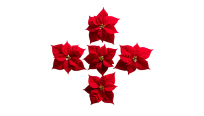 Five vibrant red holiday flowers arranged as a cross against a solid black background