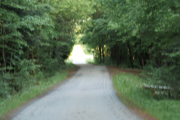 road in the forest