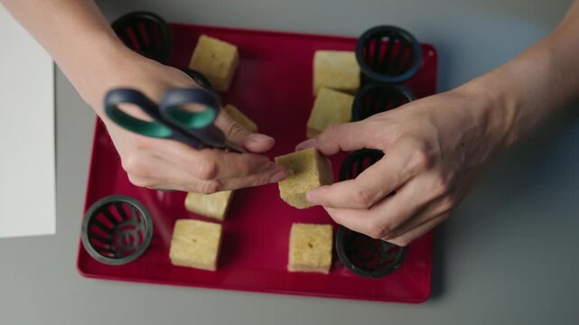 High-angle view of urban farmer using scissors to prepare rockwool cubes and place seeds for germinating hydroponic plants, engaging in home gardening hobby. Concept of healthy sustainable cultivation