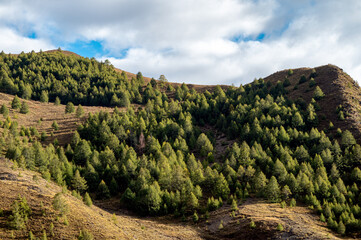 Sparse tree vegetation landscape on the hillside