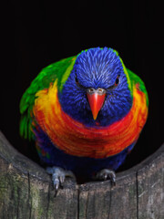 Beautifully colored rainbow lorikeet in captivity sitting inside a tree hollow.
