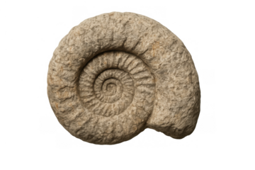 Ammonite fossil spiral shell revealing ancient marine life and prehistoric geology, isolated on transparent background