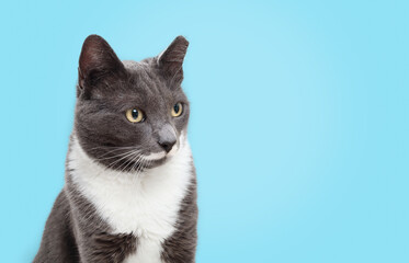 Mustache cat on blue background. Headshot of cute gray tuxedo cat with white mustache looking at something. Relaxed expression. Male short hair cat with tipped left ear, former stray. Selective focus.