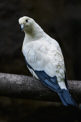 Pied imperial pigeon on a tree branch.
