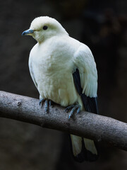 Pied imperial pigeon on a tree branch.
