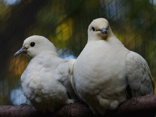 Two pied imperial pigeons sitting side by side on a tree branch.
