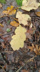 Oak leaves with rain droplets on forest floor, autumn mood