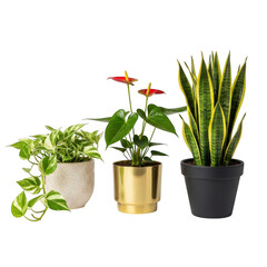 Fototapeta premium Three potted plants isolated on transparent background