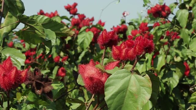 COCOA FLOWER PLANT