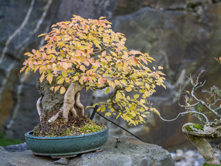 Orange-colored beech leaves on a bonsai in a green pot placed on a stone.
