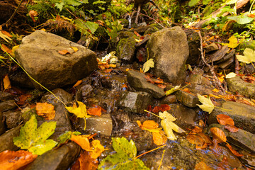 Sunlight illuminating mossy rocks and fallen autumn leaves in forest