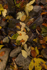 Sunlight illuminating mossy rocks and fallen autumn leaves in forest
