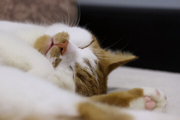 Ginger and white cat sleeping on its side. Close-up.