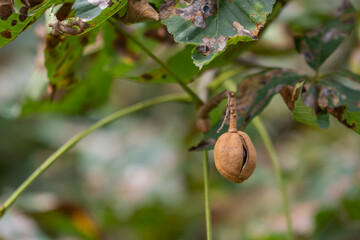 A crack in the husk of a thornless chestnut on the tree.

