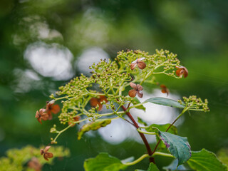 Decorative shrub with green leaves and dried, faded clover-shaped flowers.
