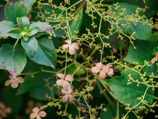 Decorative shrub with green leaves and dried, faded clover-shaped flowers.
