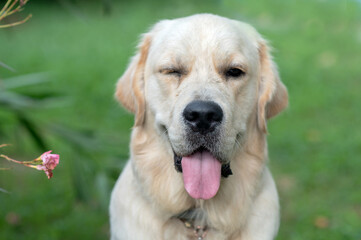 Portrait of a golden retriever dog with tongue out in the garden