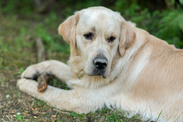 Golden Retriever is lying on the grass in the park
