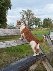 Ginger and white cat standing in a tense posture on a wooden bench