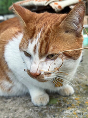 Ginger and white cat sitting with its front paws extended, blades of grass and specks of dust on its face. Looking away