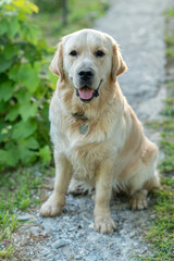 Golden Retriever dog sitting on a gravel path in the garden