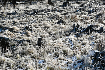 Morning Frost on Tree Stumps