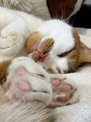 Ginger and white cat sleeping on its side, close-up of pink paw pads