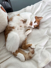 Ginger and white cat lying in a playful pose with its paws tucked