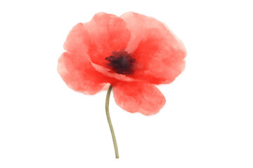 Obraz premium Watercolor red poppy flower, a symbol of remembrance, blooming, isolated with transparent background