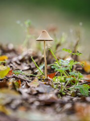 A beautiful brown gilled mushroom with a thin stem and a tilted cap in nature.

