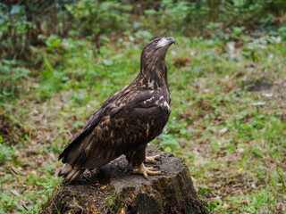 A golden eagle on a tree stump with grass in the background.
