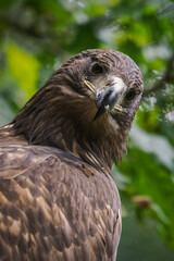 Portrait of a golden eagle in nature.
