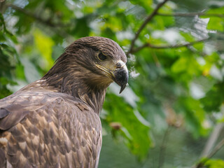 Portrait of a golden eagle in nature.
