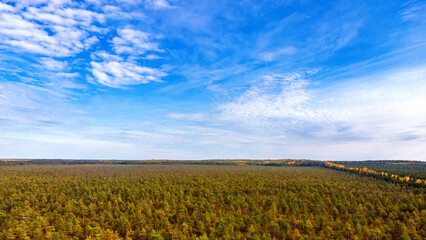 Obraz premium Aerial view of forest with beautiful autumn colors of nature drone view Autumn yellow forest and green trees in rural, Drone photo Aerial top view.