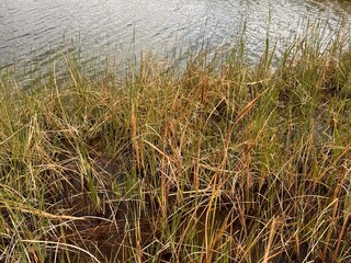 Typha domingensis, known commonly as southern cattail or cumbungi growing along the water’s edge in a wetland habitat. Tall, slender green and golden stems sway near the shore.