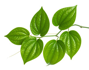 Vibrant green betel leaves on a branch isolated on transparent background