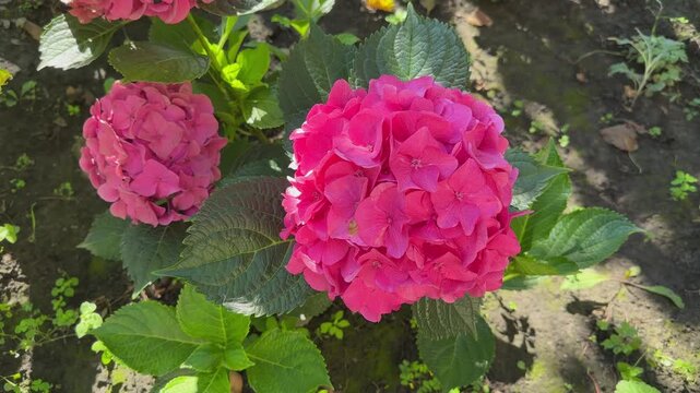 Young bush of pink bigleaf hydrangea, top view