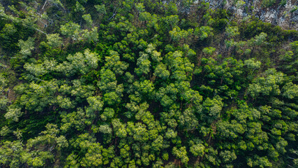 Aerial top view of Samed Khao forest at Prathong island Phang Nga. Sparse Savanna Woodland. A...
