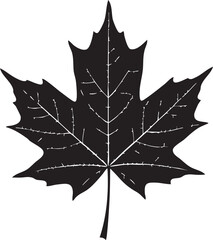 Naklejka premium Autumn Leaf Silhouettes Single Maple Oak High Contrast Clear Veins Design