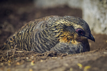 Fujian partridge sitting on brown soil.

